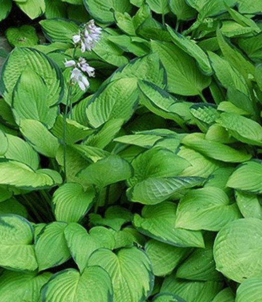 Hosta 'Gold Standard'